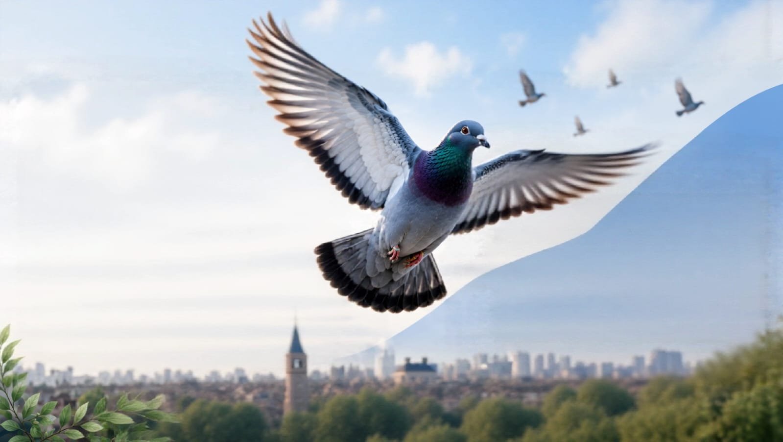 Racing pigeon in flight over the city