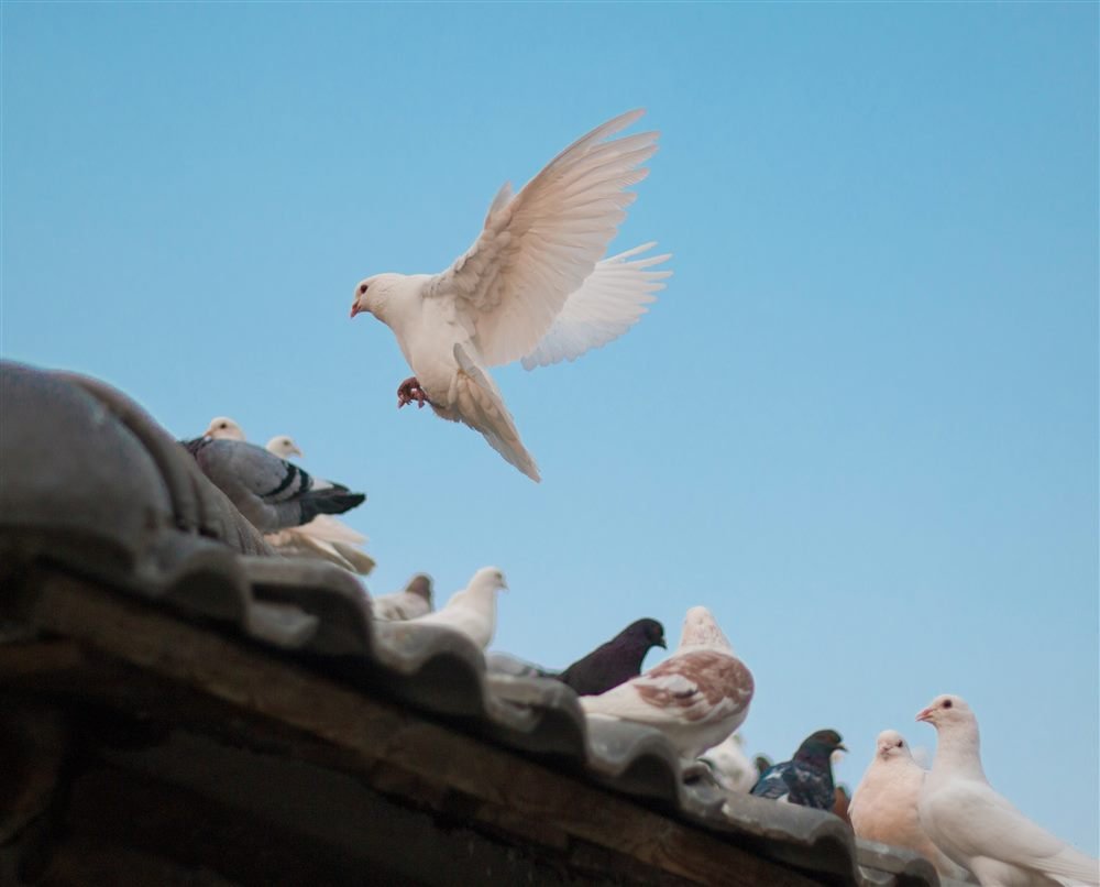 Pigeons on a loft rooftop
